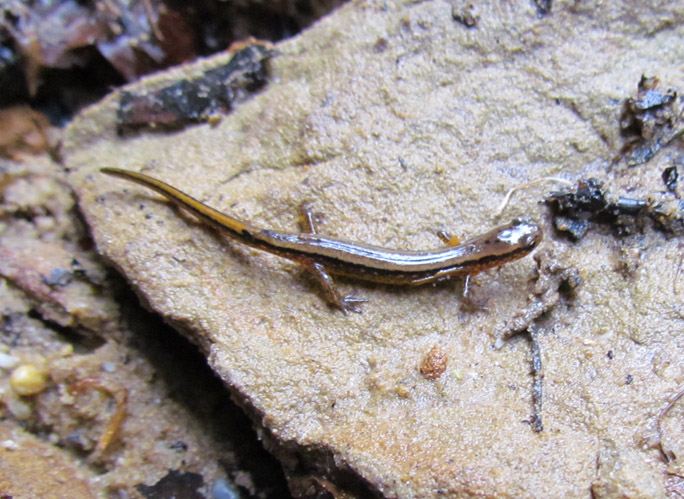 Northern Two-lined Salamander